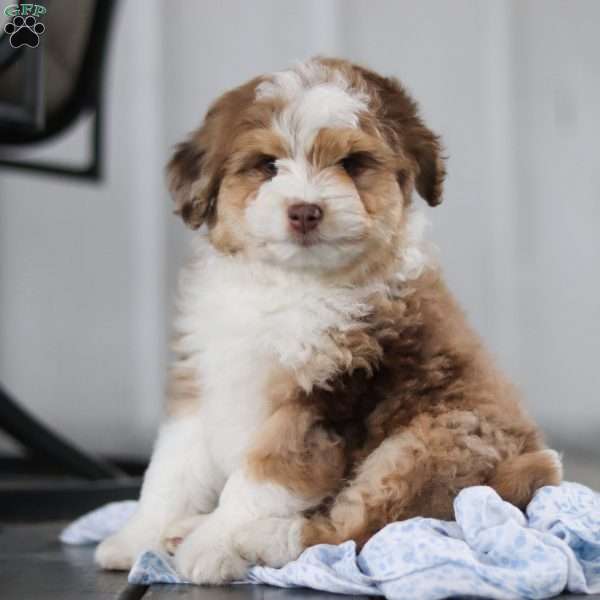 Sam, Mini Aussiedoodle Puppy